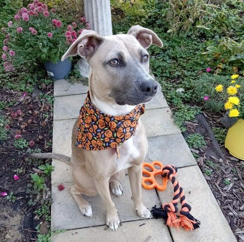 Dog bandana scarf tie - dog, bandana/scarf