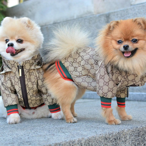 Cute stylish pet - stylish, hoodie